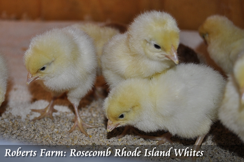 White Chicks - Wikipedia