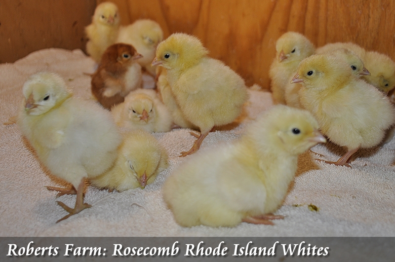 White Chicks - Wikipedia